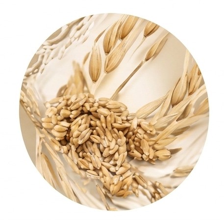 Avena